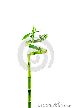 Bamboo isolated on white background. Dracaena Stock Photo