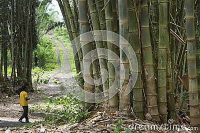 Bamboo in jungle Flores Indonesia Editorial Stock Photo