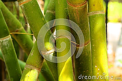 Bamboo Stock Photo