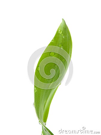 Bamboo leaf Stock Photo