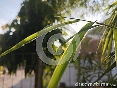 Bamboo Leaf Brigh Stock Photo