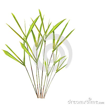 Bamboo Leaf Grass Stock Photo