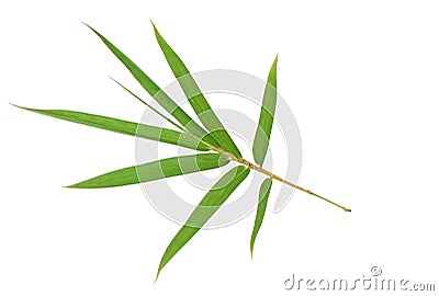 Bamboo leaf isolated Stock Photo