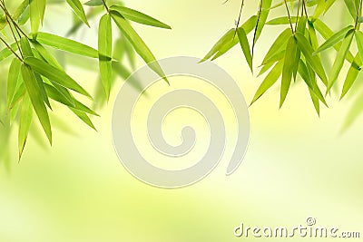 Bamboo leaf and light soft green background Stock Photo