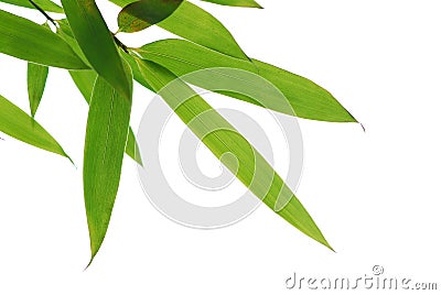 Bamboo leafs Stock Photo