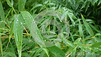 Bamboo leafs Stock Photo