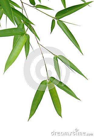 Bamboo Leaves Stock Photo