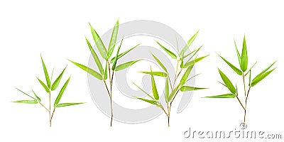 Bamboo leaves isolated on white Stock Photo