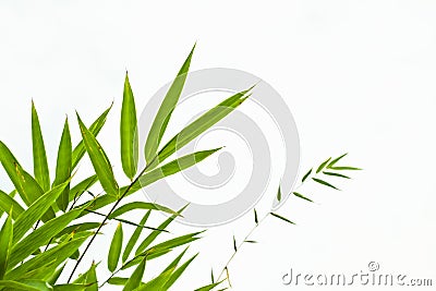 Bamboo leaves Stock Photo