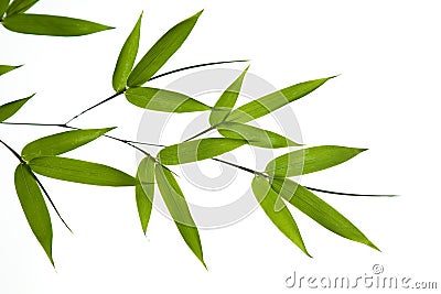 Bamboo- leaves Stock Photo