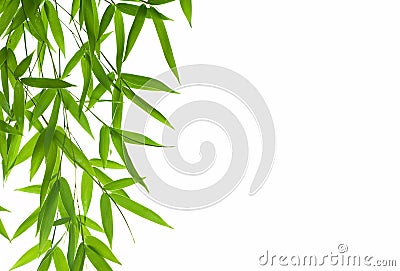 Bamboo- leaves Stock Photo