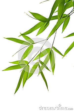 Bamboo- leaves Stock Photo