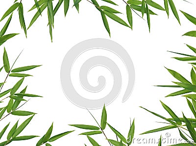 Bamboo- leaves Stock Photo