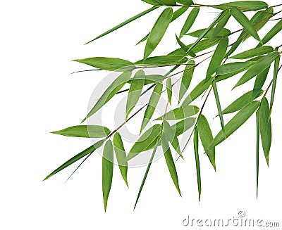 Bamboo- leaves Stock Photo