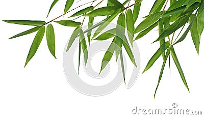 Bamboo- leaves Stock Photo