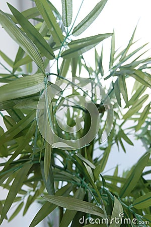 Bamboo leaves background On the white table near the window Stock Photo