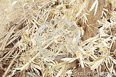 Bamboo leaves dry in the drought Stock Photo