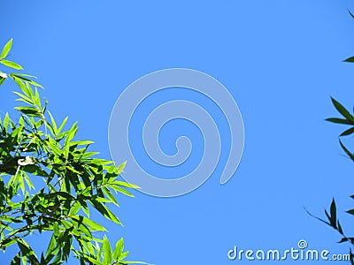 The bamboo leaves framed the picture of the sky. Stock Photo