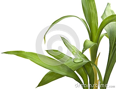 Bamboo leaves isolated on white Stock Photo