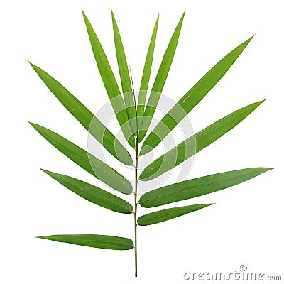 bamboo leaves Cartoon Illustration