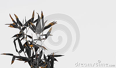 Bamboo leaves turning brown in winter against blue sky in the background. Vintage Black and White Style. Background or wallpaper Stock Photo