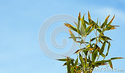 Bamboo leaves turning brown in winter against blue sky. Background or wallpaper Stock Photo