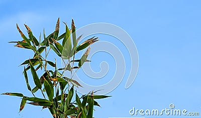Bamboo leaves turning brown in winter against blue sky. Background or wallpaper Stock Photo