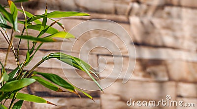 Bamboo leaves turning brown in winter with wood texture in the background Stock Photo