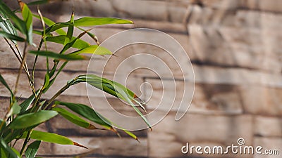 Bamboo leaves turning brown in winter with wood texture in the background Stock Photo