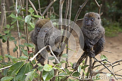 Bamboo lemurs Stock Photo