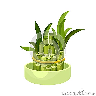 Bamboo lucky plant in pot, Chinese tree sprouts Vector Illustration