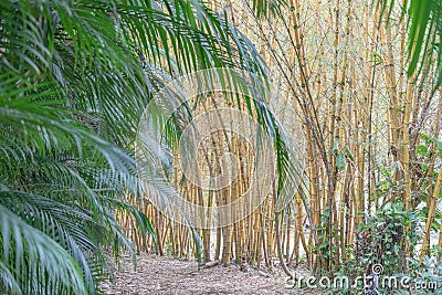 Bamboo and Palm Fronds Stock Photo