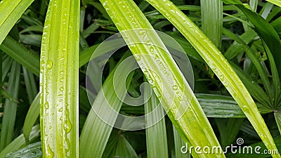 Bamboo palm leaves with water drop Stock Photo