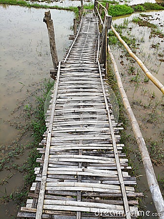 Bamboo pathway in the middle of paddy fields, bamboo walkway and footbridge Stock Photo