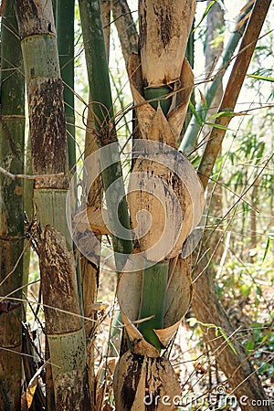 Bamboo, a perenial flowering plant in grass family Stock Photo