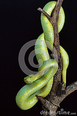 Bamboo pit viper, Trimeresurus gramineus from Kanger Ghati National Park, Bastar District, Chhattisgarh. Stock Photo