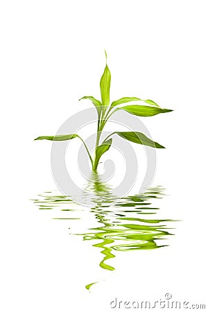 Bamboo plant Stock Photo