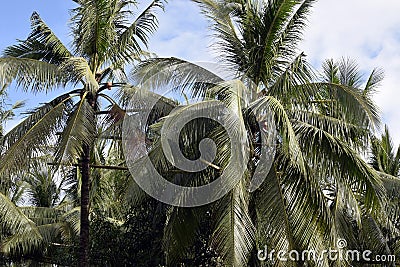 Bamboo poles scaffolding tied high up the coconut trees that connect all trees in one loop where toddy tapper bridges to collect s Stock Photo