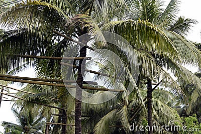 Bamboo poles scaffolding tied high up the coconut trees that connect all trees in one loop where toddy tapper bridges to collect s Stock Photo