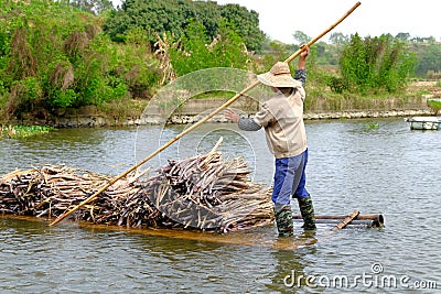 Carrying sugarcane by a bamboo raft Editorial Stock Photo