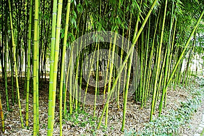 Bamboo reeds Stock Photo