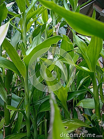 Bamboo Rejeki itself symbolizes the element of wood, give it a pot or flower vase decoration as a symbol of the earth element Stock Photo