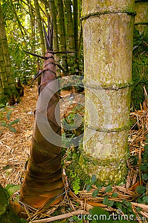 Bamboo Shoot Stock Photo