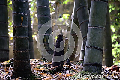 Bamboo shoot Stock Photo
