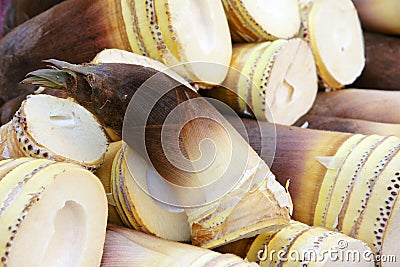 Bamboo shoot Stock Photo