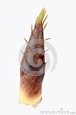 Bamboo shoot Stock Photo