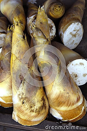 Bamboo shoot Stock Photo