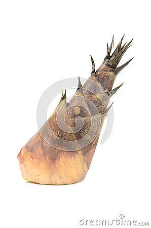 Bamboo shoot isolated Stock Photo