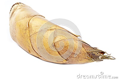 Bamboo Shoot Isolated on White Stock Photo