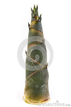 Bamboo shoot isolated on white Stock Photo